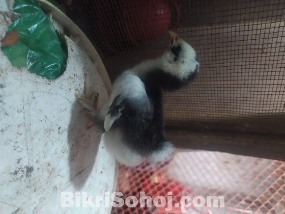 কোচিং মুরগী
